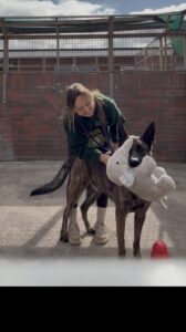 Pet Image